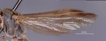 Media type: image;   Entomology 36006 Aspect: wing